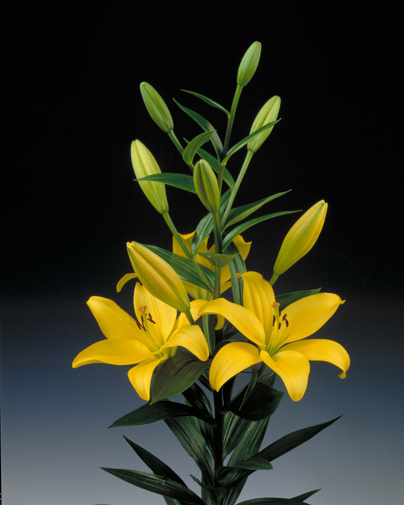 Plantogallery Asiatic Lily Cavalia Flower Bulbs Size 12/14