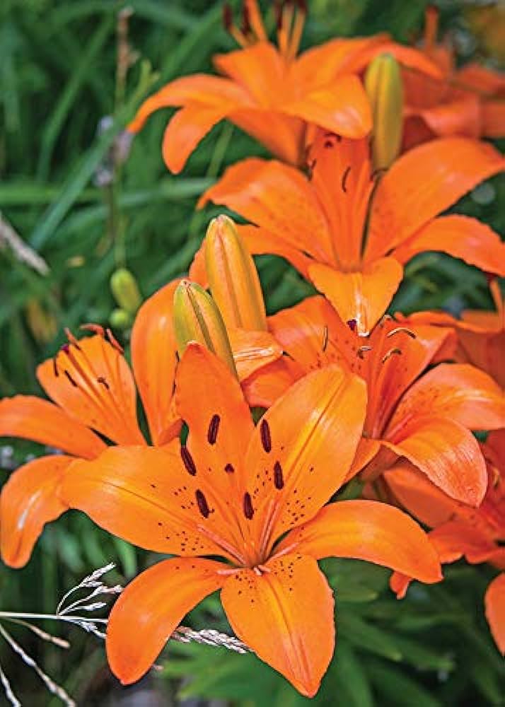 Plantogallery Asiatic Lily Sunderland Flower Bulbs Size 12/14