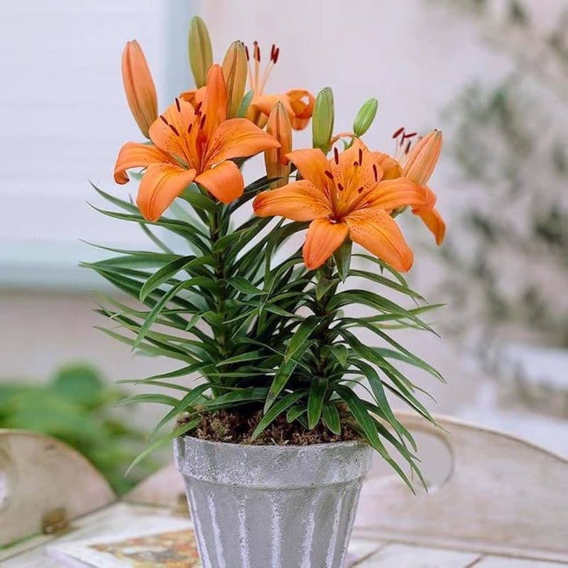 Plantogallery Asiatic Lily Sunderland Flower Bulbs Size 12/14