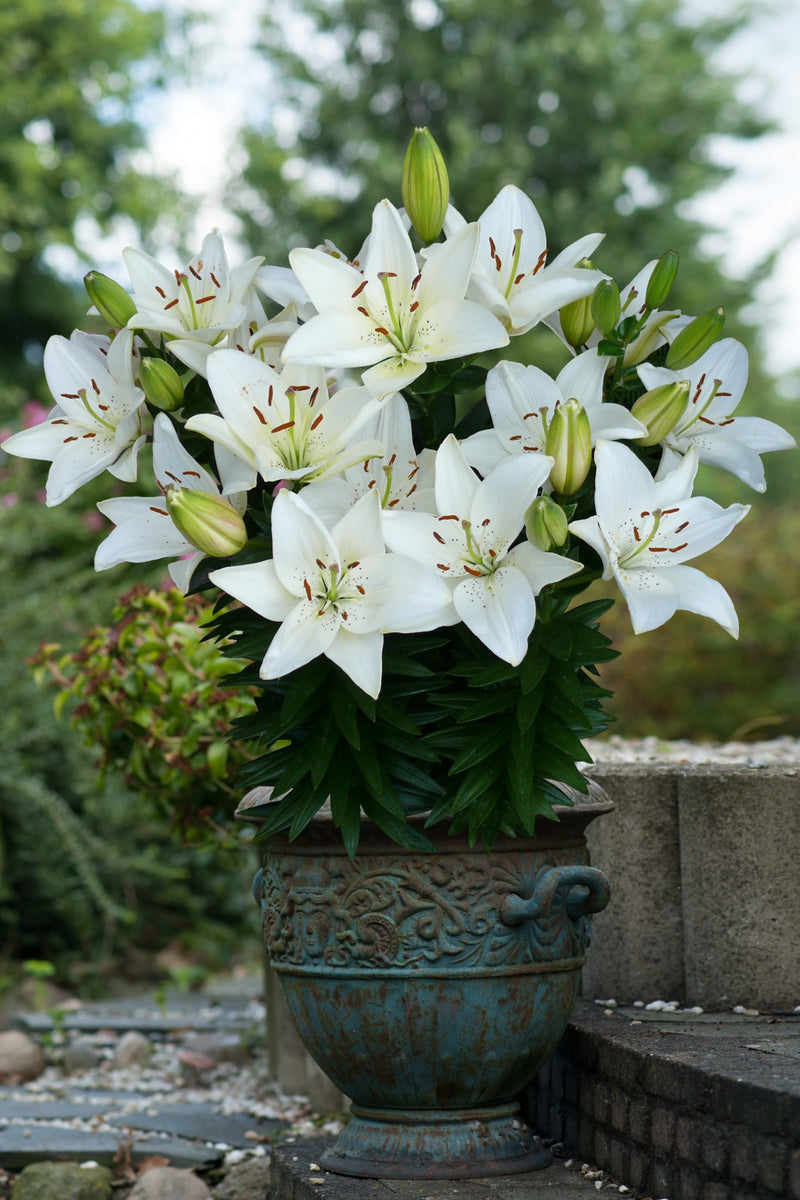 Plantogallery Asiatic Lily Litouwen Flower Bulbs Size 12/14