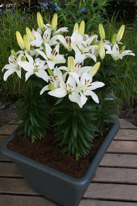 Plantogallery Asiatic Lily Litouwen Flower Bulbs Size 12/14