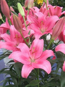 Asiatic Lilly | Lilium Size 12-14 | Imported Flower Bulbs