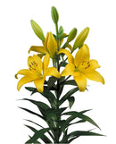 Asiatic Lilly | Lilium Size 12-14 | Imported Flower Bulbs