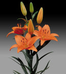 Asiatic Lilly | Lilium Size 12-14 | Imported Flower Bulbs