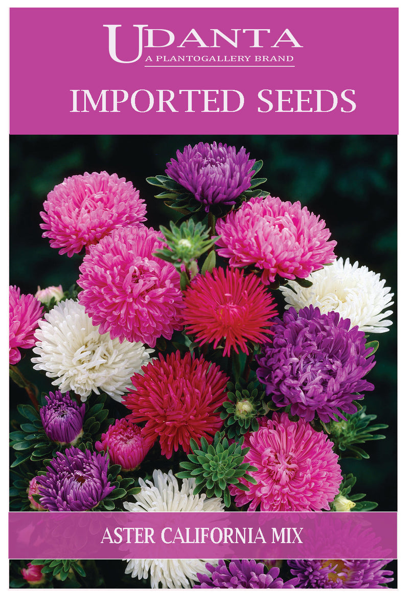 Udanta Imported Flower Seeds - Aster Gigante Della California For Winter Gardening - Qty 2Gm (Mix) Pack of 5 Pkt