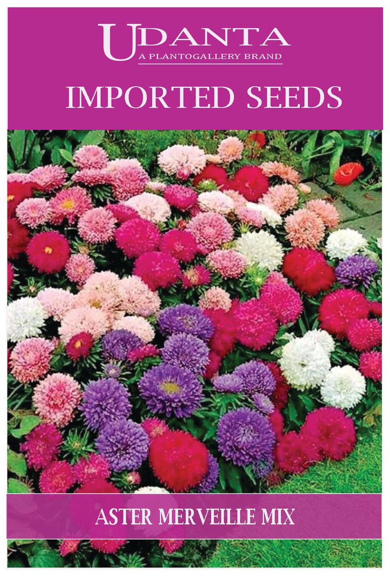 Udanta Imported Flower Seeds - Dwarf Aster Nano Merveille Winter Flower Seeds - Qty 2Gm (Mix) Pack of 2 Pkt