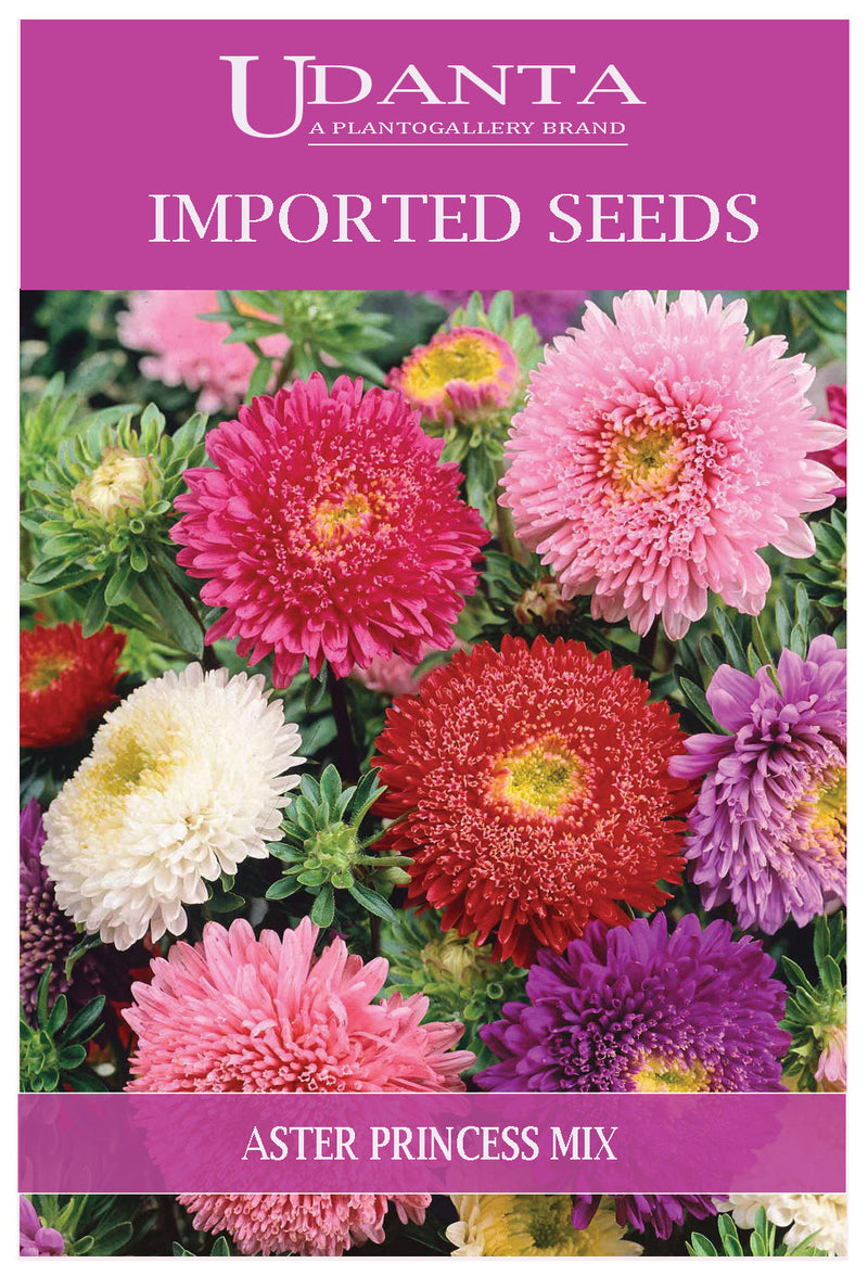 Udanta Imported Flower Seeds - Aster Princesses Flower Seeds For Home Gardening - Qty 2Gm (Mix) Pack of 5 Pkt
