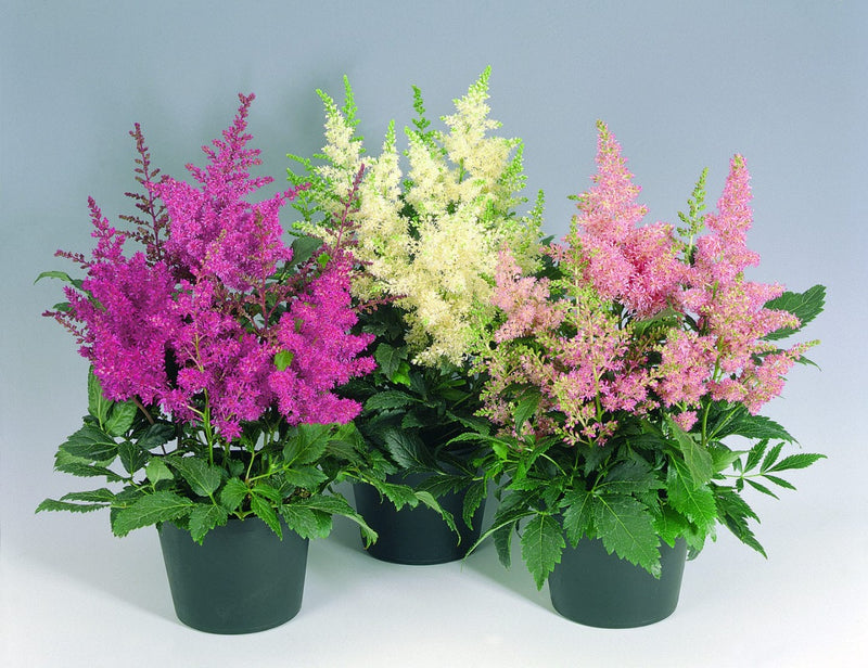 Astilbe Arendsii Astary Mix Flower Imported 20 Seeds