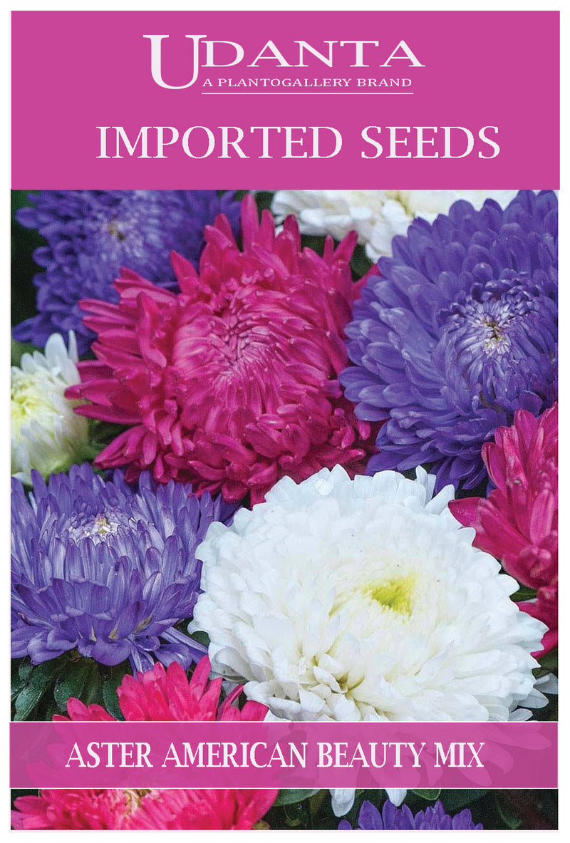 aster-american-beauty-seeds