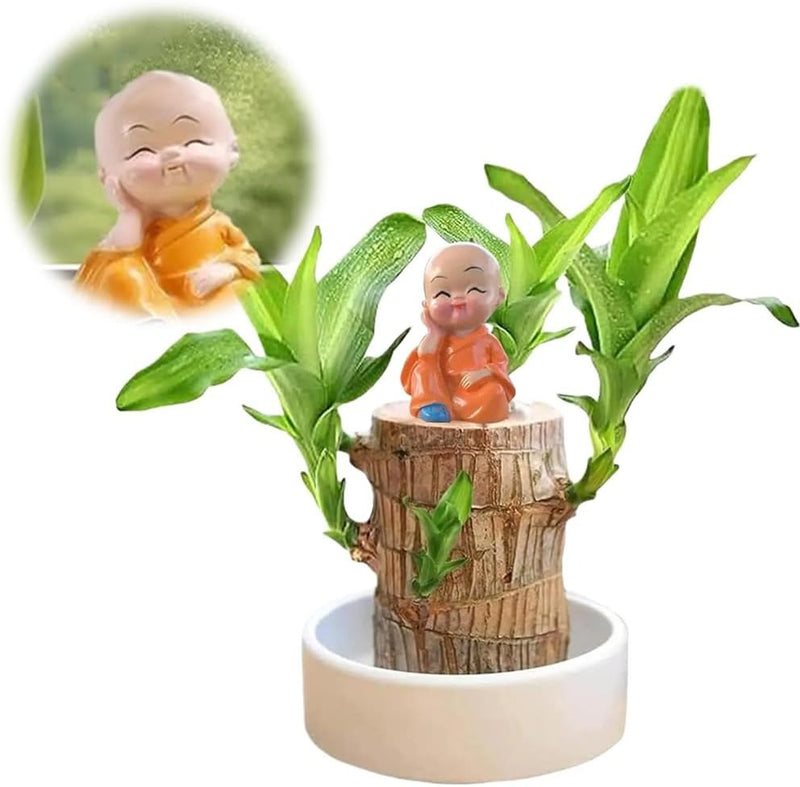 Plantogallery Brazilian Bambo Wood With Pot And Free Buddha Monk Statue