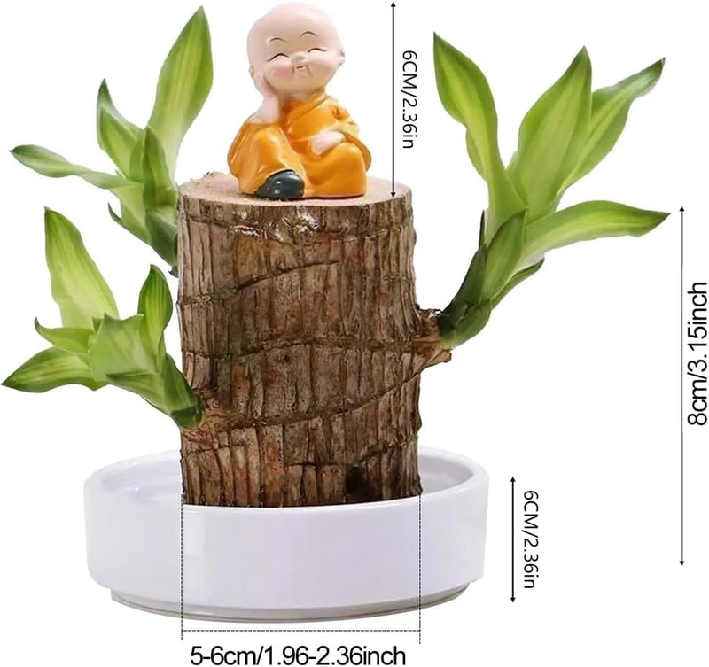 Plantogallery Brazilian Bambo Wood With Pot And Free Buddha Monk Statue