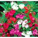 Balsam Tom Thumb Mix Flower Imported 20 Seeds