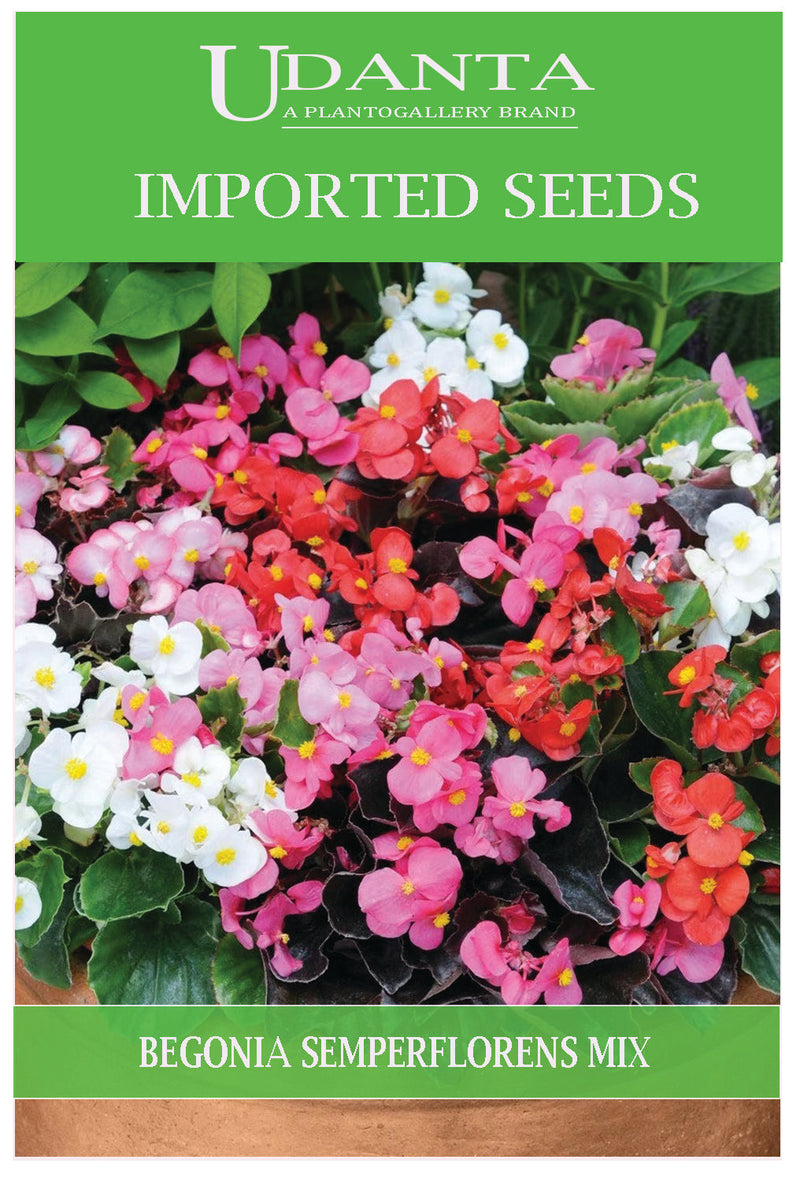 Udanta Imported Flower Seeds - Begonia Semperflorens Perennial Flower Seeds - Qty 0.5Gm (Mix) Pack of 2 Pkt