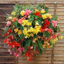 Begonia Illumination Mix Flower Imported 20 Seeds