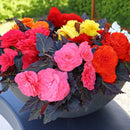 Begonia Nonstoop Mocca Mix Flower Imported 20 Seeds