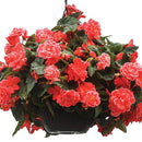 Begonia Tuberous on Top Melon Lace Flower Imported 20 Seeds