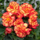 Begonia Tuberous on Top Sun Glow Flower Imported 20 Seeds