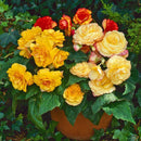 Begonia Tuberous on Top Sunset Shades Flower Imported 20 Seeds
