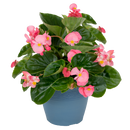 Begonia Bonariensis BIG Deep Pink Green Leaf Flower Imported 20 Seeds