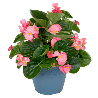 Begonia Bonariensis BIG Deep Pink Green Leaf Flower Imported 20 Seeds