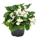 Begonia Benariensis BIG White Green Leaf Flower Imported 20 Seeds