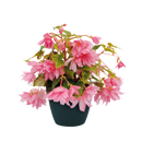Begonia Hybrida Funky Mix Flower Imported 20 Seeds