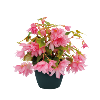 Begonia Hybrida Funky Mix Flower Imported 20 Seeds