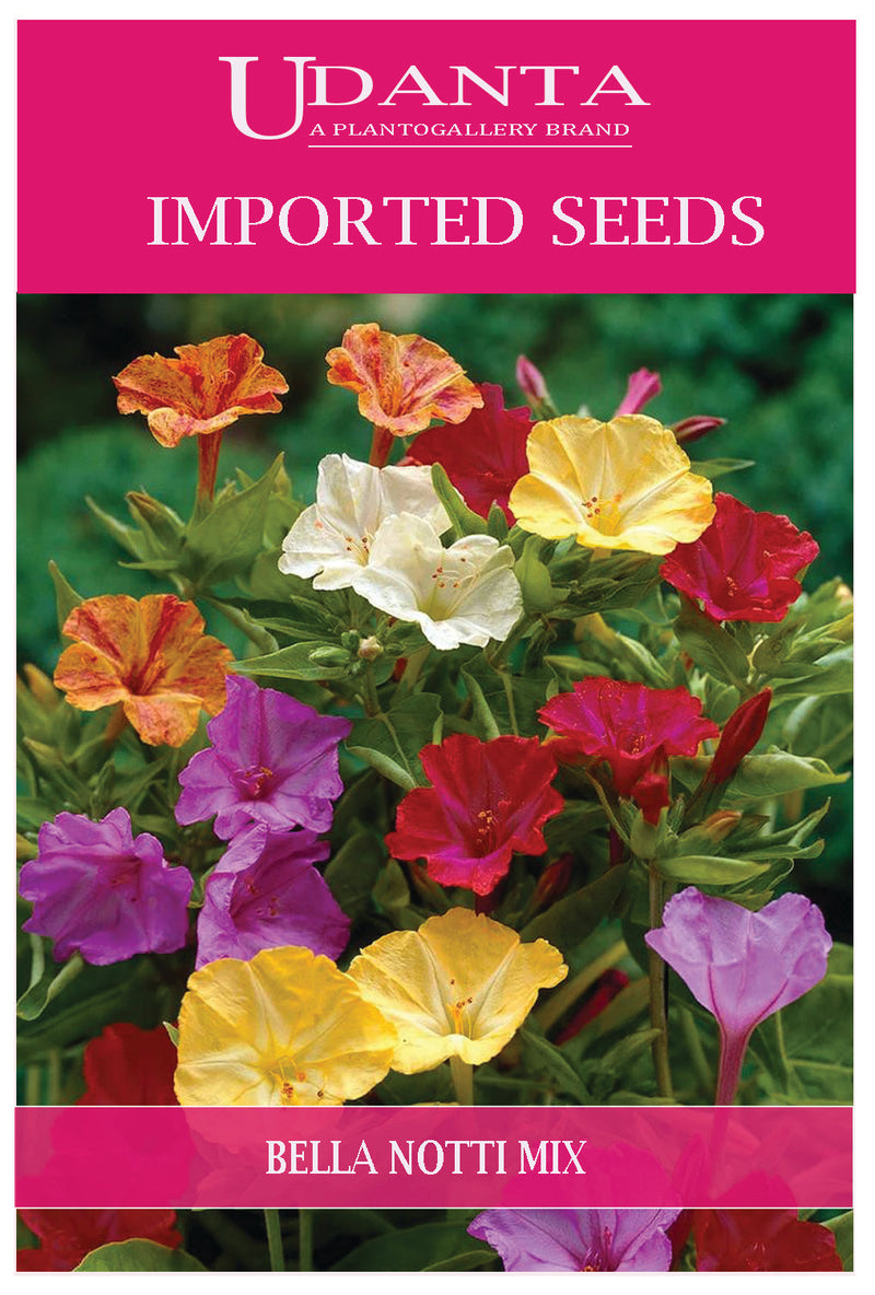Udanta Imported Flower Seeds - Gulabas Bella Di Notte Flower Seeds For All Season - Qty 5Gm (Mix) Pack of 2 Pkt