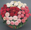 Bellis Perennis Tasso Mix Flower Imported 20 Seeds