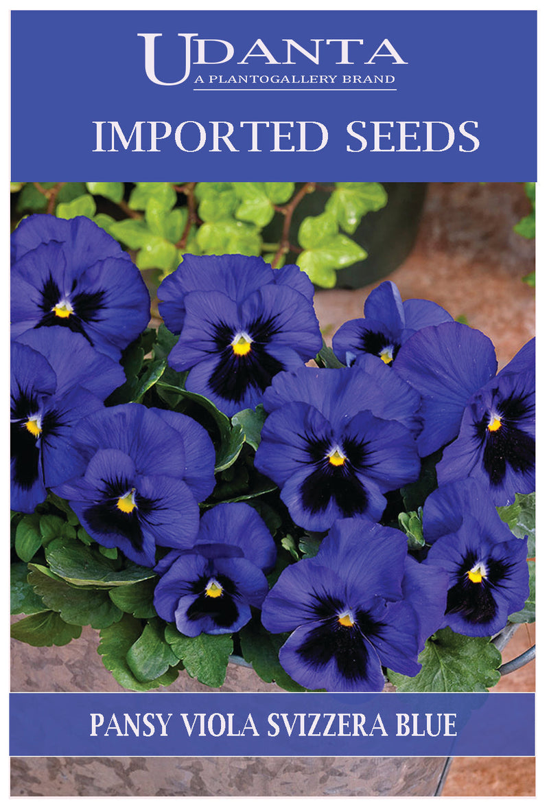 Udanta Imported Flower Seeds - Butterfly Pansy Viola Del Pensiero Giagante Svizzera Blu Imported Flower Seeds - Qty 0.8Gm (Blue) Pack of 5 Pkt