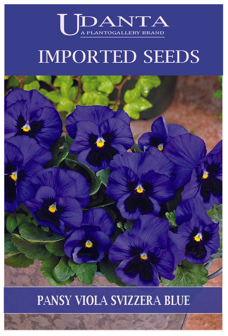 pansy-viola-del-blue-flower-seeds