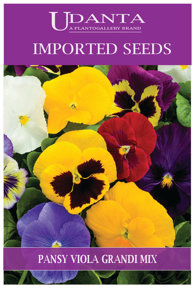 Udanta Imported Flower Seeds - Butterfly Pansy Viola Pensiero Grandi Winter Flower Seeds - Qty 1Gm (Mix) Pack of 5 Pkt