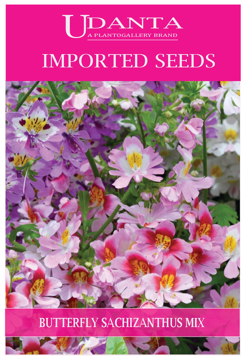 Udanta Imported Flower Seeds - Butterfly Schizanthus For Home Gardening Flower Seeds - Qty 1Gm (Mix) Pack of 2 Pkt
