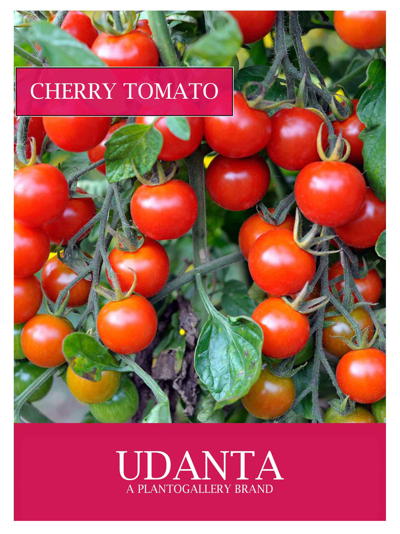 Udanta Cherry Tomato Vegetable Seeds For Kitchen Garden Avg 30-40 Seeds Pkts