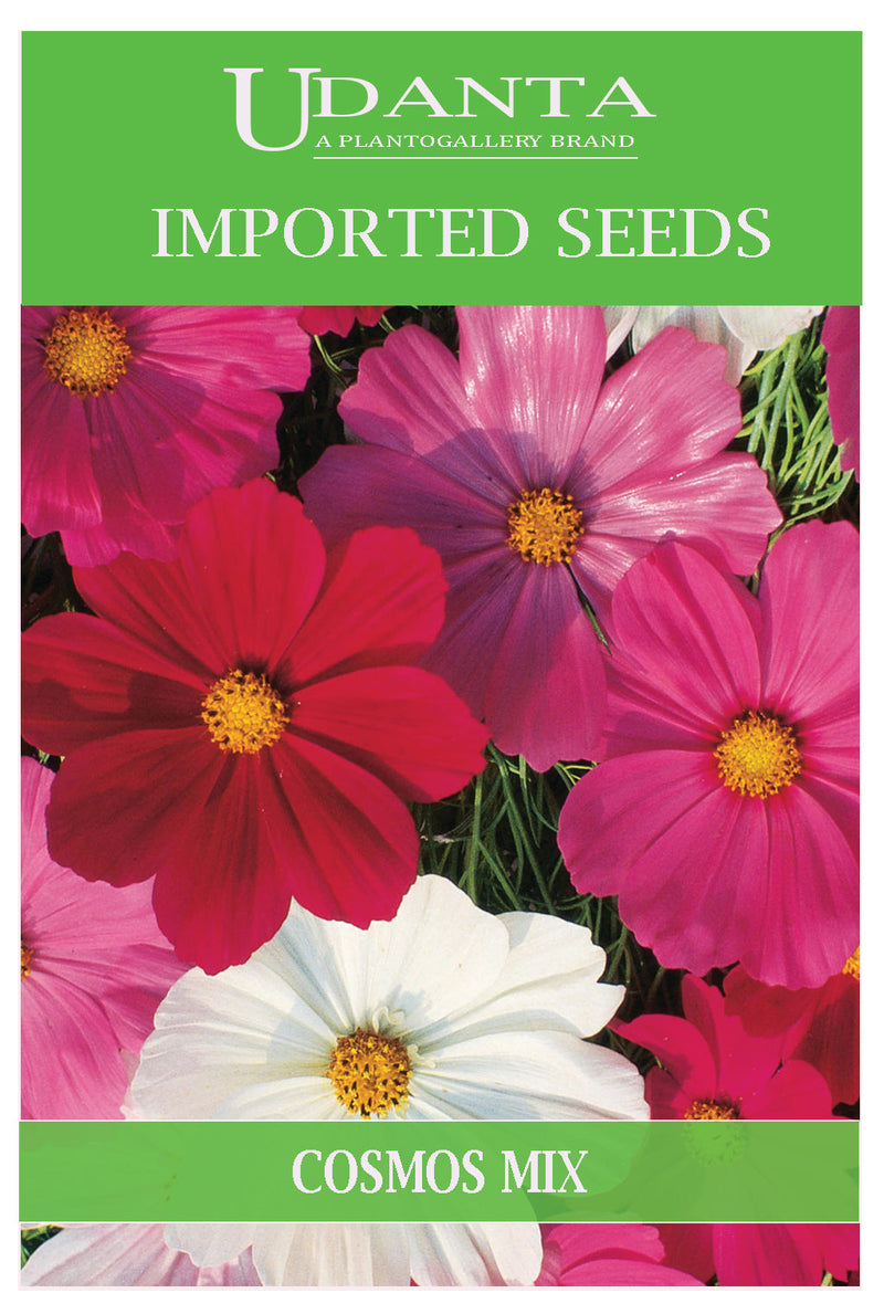 Udanta Imported Flower Seeds - Cosmea Bipinnatus Cosmos Perennial Flower Seeds - Qty 3Gm (Mix) Pack of 5 Pkt