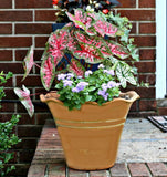 Caladium Mix Summer Flower Bulbs Pack Of 15 By Plantogallery