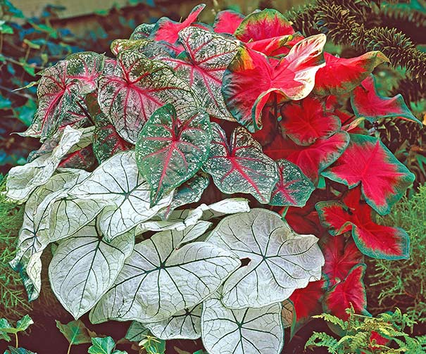 Caladium Mix Summer Flower Bulbs Pack Of 15 By Plantogallery