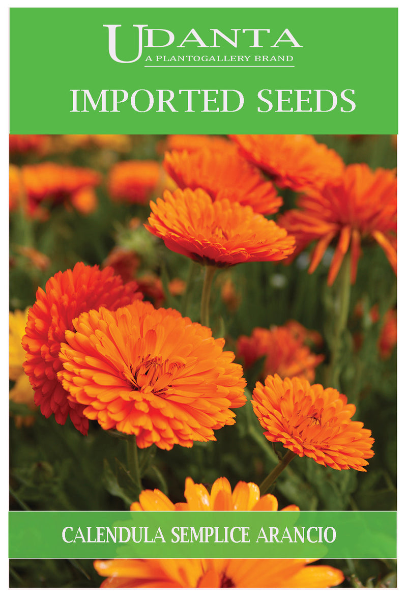 Udanta Imported Flower Seeds - Calendula Semplice Arancio Flower Seeds For Winter Season - Qty 3Gm (Orange) Pack of 2 Pkt