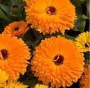 Calendula Officinalis Bon Bon Orange Flower Imported 20 Seeds
