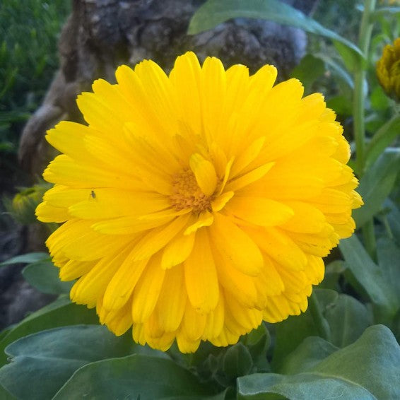 Calendula Officinalis Bon Bon Yellow Flower Imported 20 Seeds