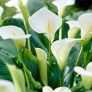 Elegant White Calla Lily Flower Bulbs – Pure Beauty for Home & Garden