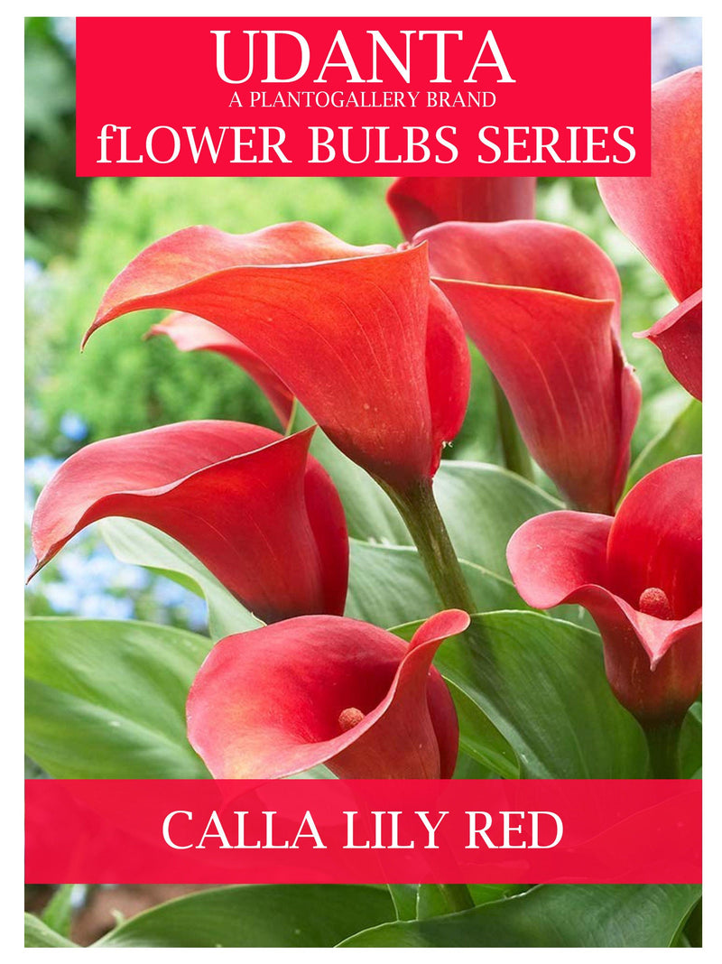 Udanta Calla Lily Red Flower Bulbs For All Season - Pack Of 5pcs