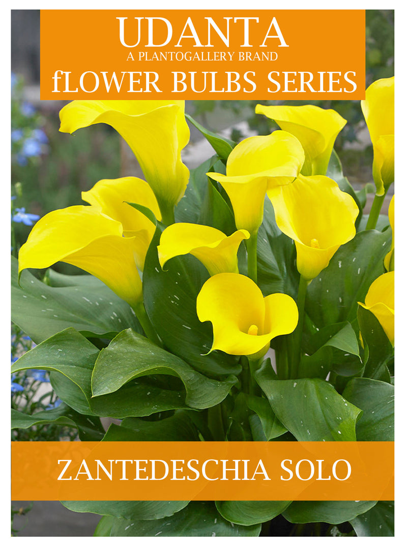 Udanta Zantedeschia - Calla Lily Imported Big Size Bulbs - Set Of 2pcs (Solo)