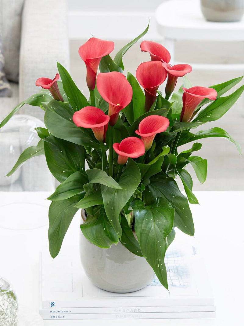 Imported Calla Lily Zantedeschia 'Captain Hollywood' Imported Bulbs - Size 16/18 (Pink)