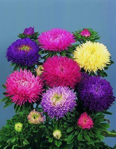 Callistephus Chinensis Gala Mix Flower Imported 20 Seeds