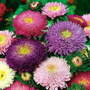 Callistephus Chinensis Princess Mix Flower Imported 20 Seeds