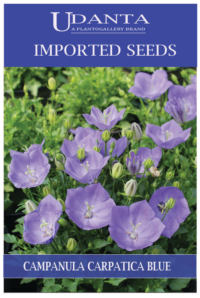 Udanta Imported Flower Seeds - Campanula Carpatica Perennial Flower Seeds - Qty 1Gm (Blue) Pack of 5 Pkt