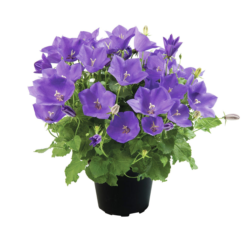 Campanula F1 Avida Blue Flower Imported 20 Seeds