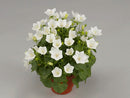 Campanula F1 Avida White Flower Imported 20 Seeds