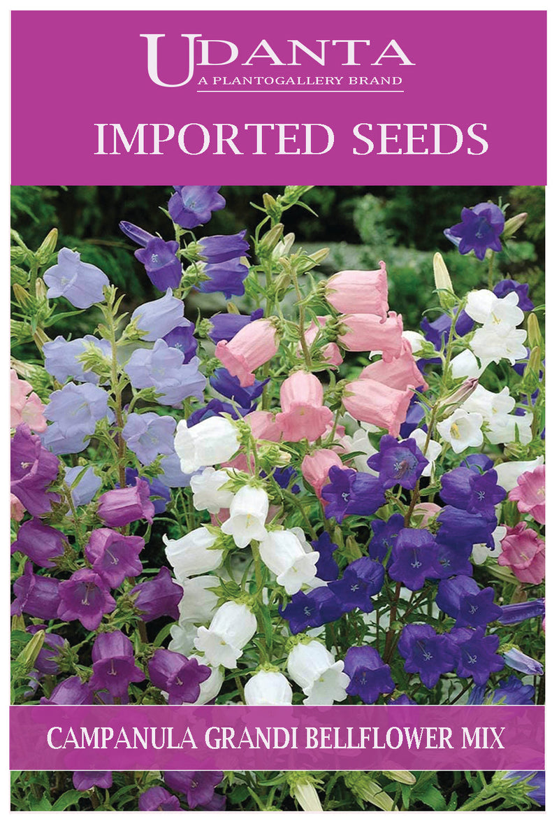 Udanta Imported Flower Seeds - Campanula Grandi Fiori Bellflowers For Home Gardening Flower Seeds - Qty 2Gm (Mix) Pack of 2 Pkt